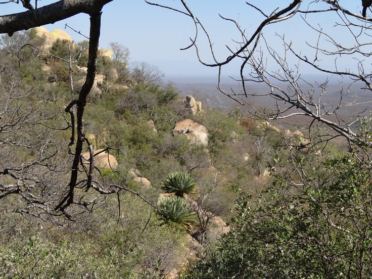 trees and bushes on the side of a hill