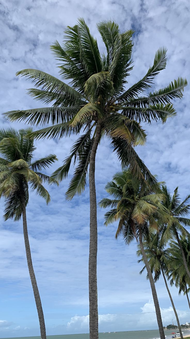 two palm trees on the beach with blue skies in the background