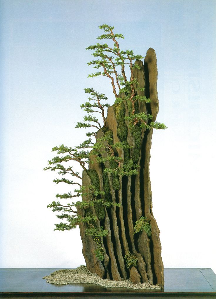 a bonsai tree growing out of the side of a rock