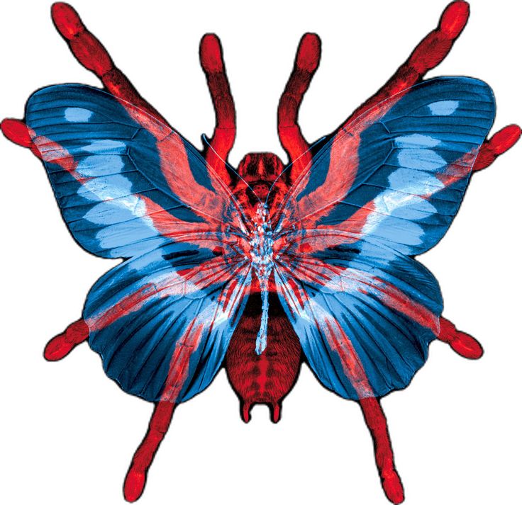 a blue and red butterfly with long wings