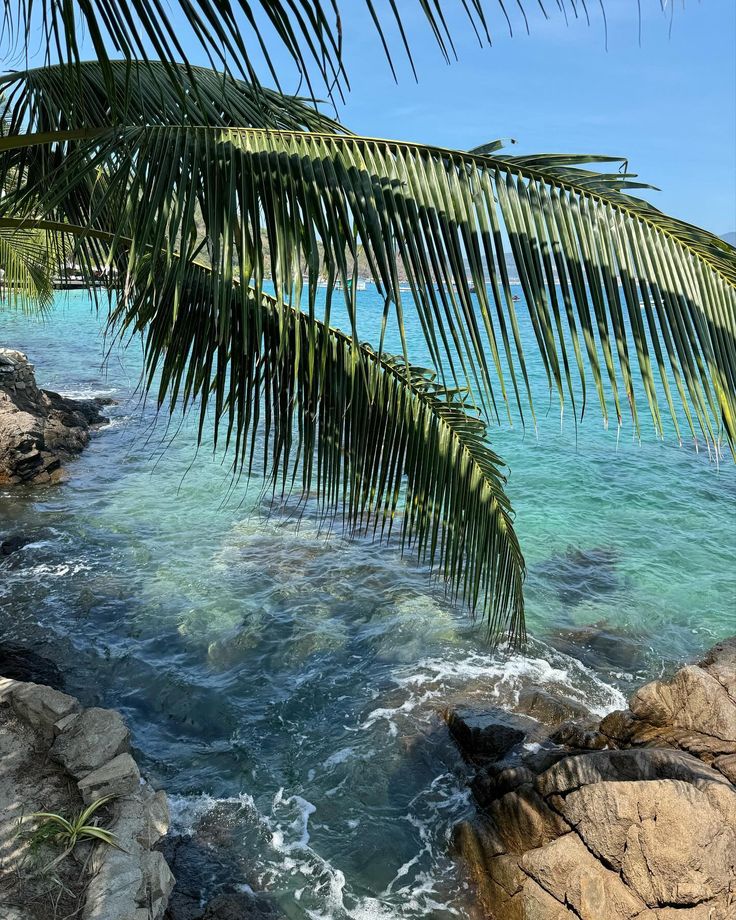 there is a palm tree that is next to the water and some rocks on the beach