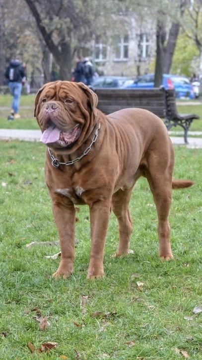 a large brown dog standing on top of a lush green field