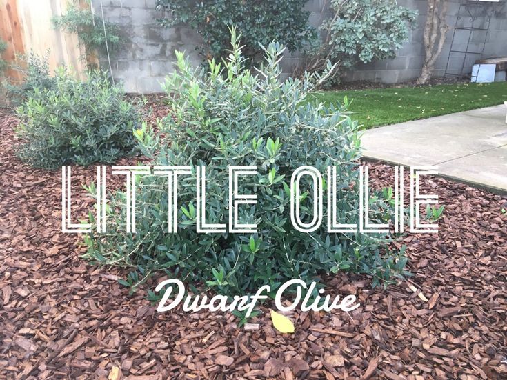 there is a small bush in the middle of the yard with words little ollie on it