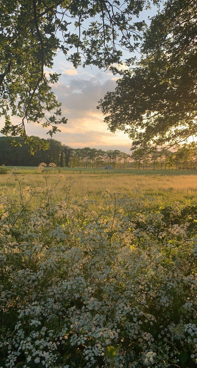 the sun is setting over an open field with wildflowers and trees in the foreground