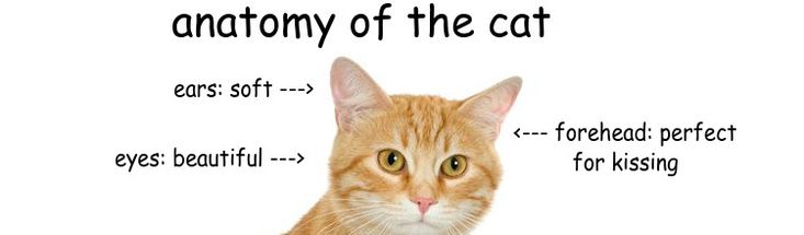 an orange tabby cat with the words anatomy of the cat on it's side