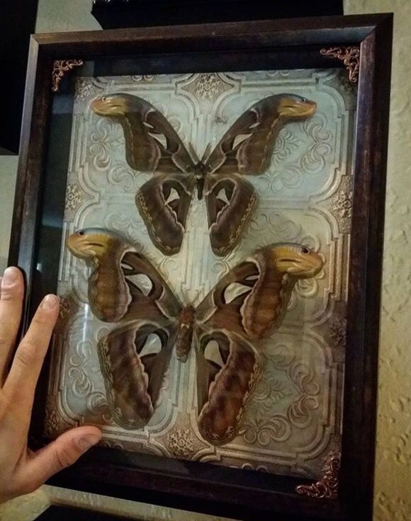 a person holding up a framed moth in front of a wall