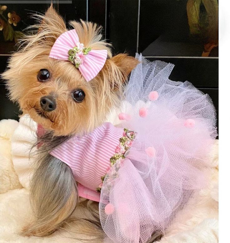 a small dog wearing a pink and white dress