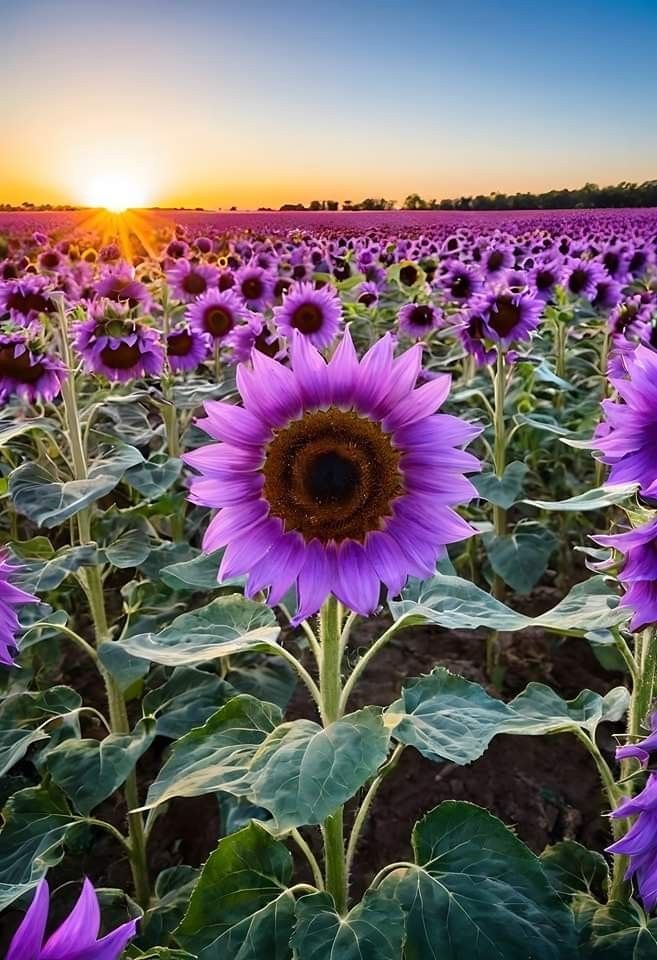 a field full of purple sunflowers at sunset