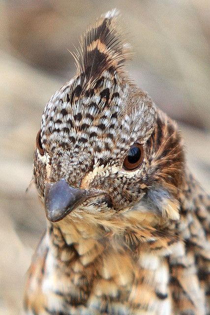 a close up of a small bird with brown and white spots on it's face