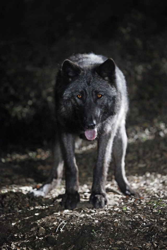 a black and white wolf walking in the dark with its tongue out, looking at the camera