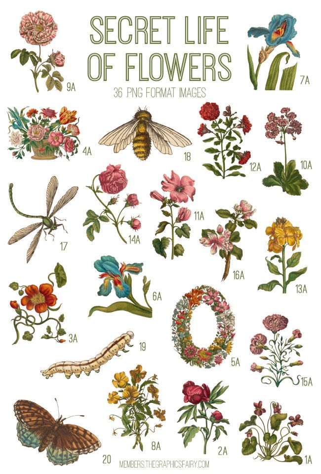 the secret life of flowers poster is shown with different types of flowers and their names