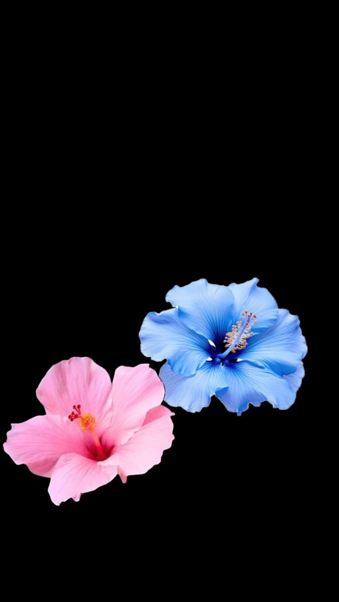 two blue and pink flowers on a black background