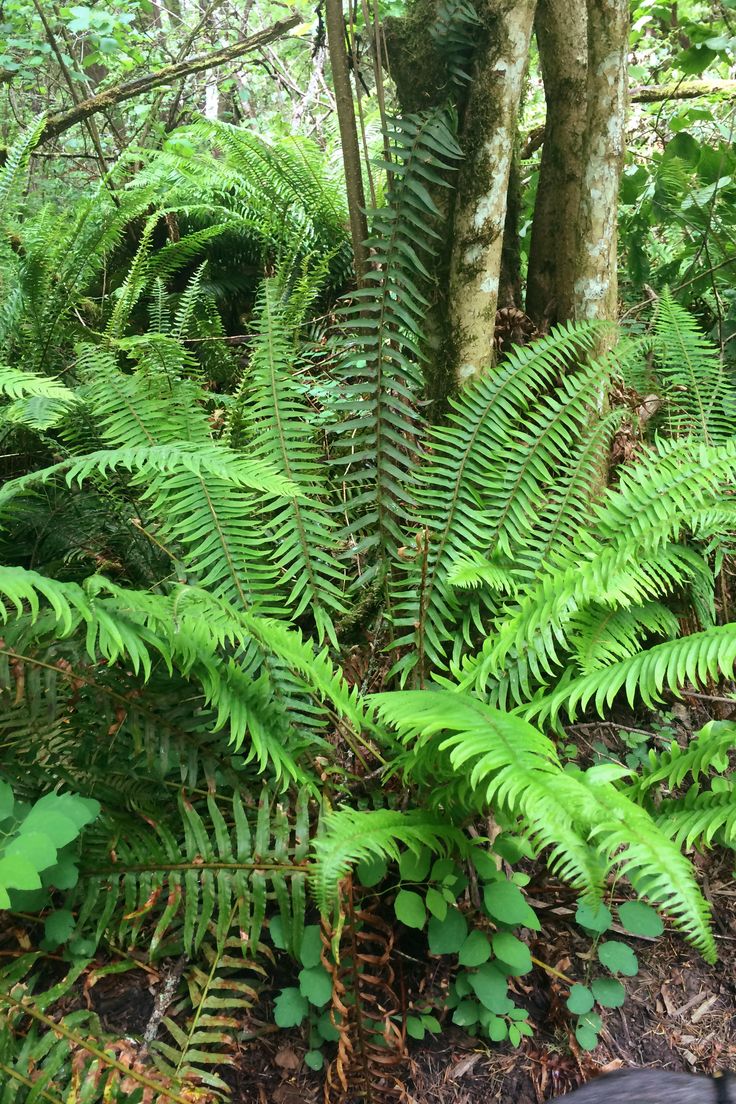 ferns and other plants in the forest