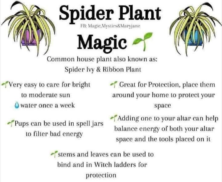 Magic Healing, Common House Plants, Witchy Garden, Magickal Herbs, Green Witchcraft, Plant Magic, Spider Plant, Witch Spirituality, Witch Garden