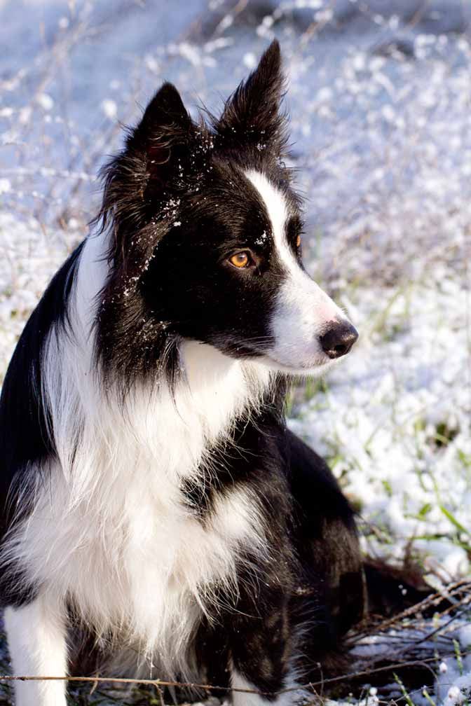 a black and white dog sitting in the snow looking at something off to the side