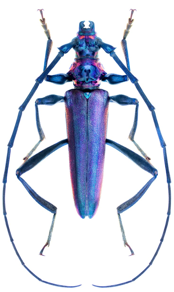 an insect with purple and blue colors on its body