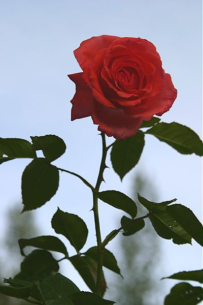 a black and white photo with a red rose