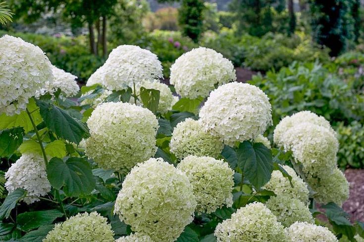 white flowers are blooming in the garden