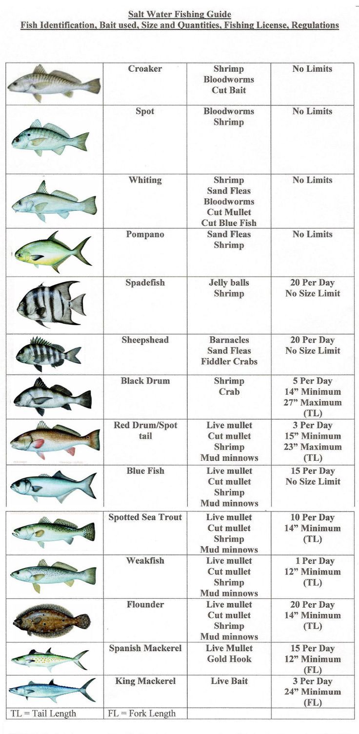 fish identification chart for different types of fish in the ocean, including striped and striped fishes