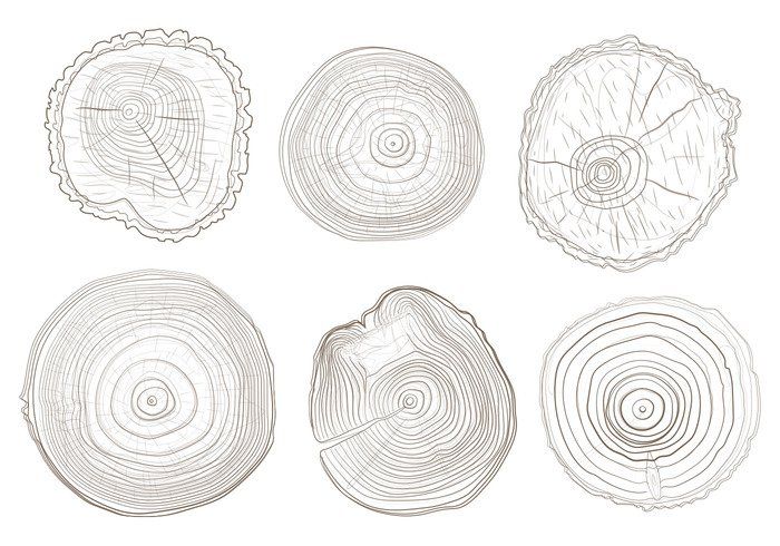 four different types of tree rings are shown in this drawing technique, which is easy to draw and can be used for many projects