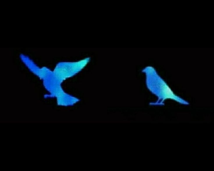 two blue birds flying in the night sky