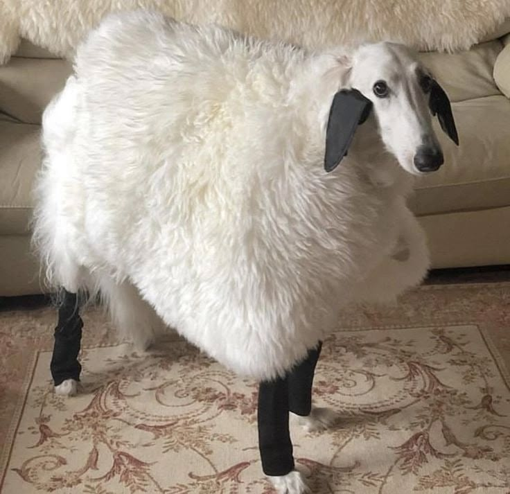 a white sheep standing on top of a rug