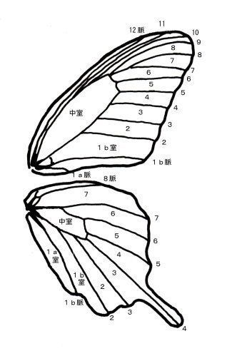 a butterfly's wing is shown with numbers on it