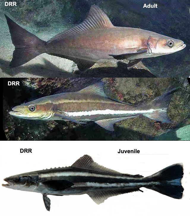 three different types of fish in an aquarium