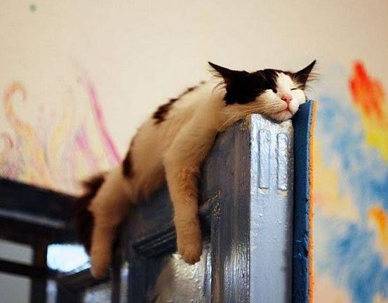 a black and white cat laying down on top of a metal box with caption in spanish