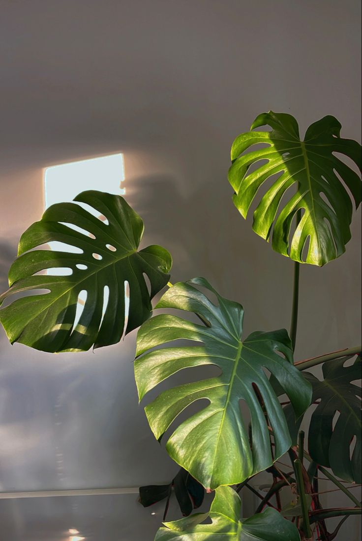 two large green plants in a room with sunlight coming through the window