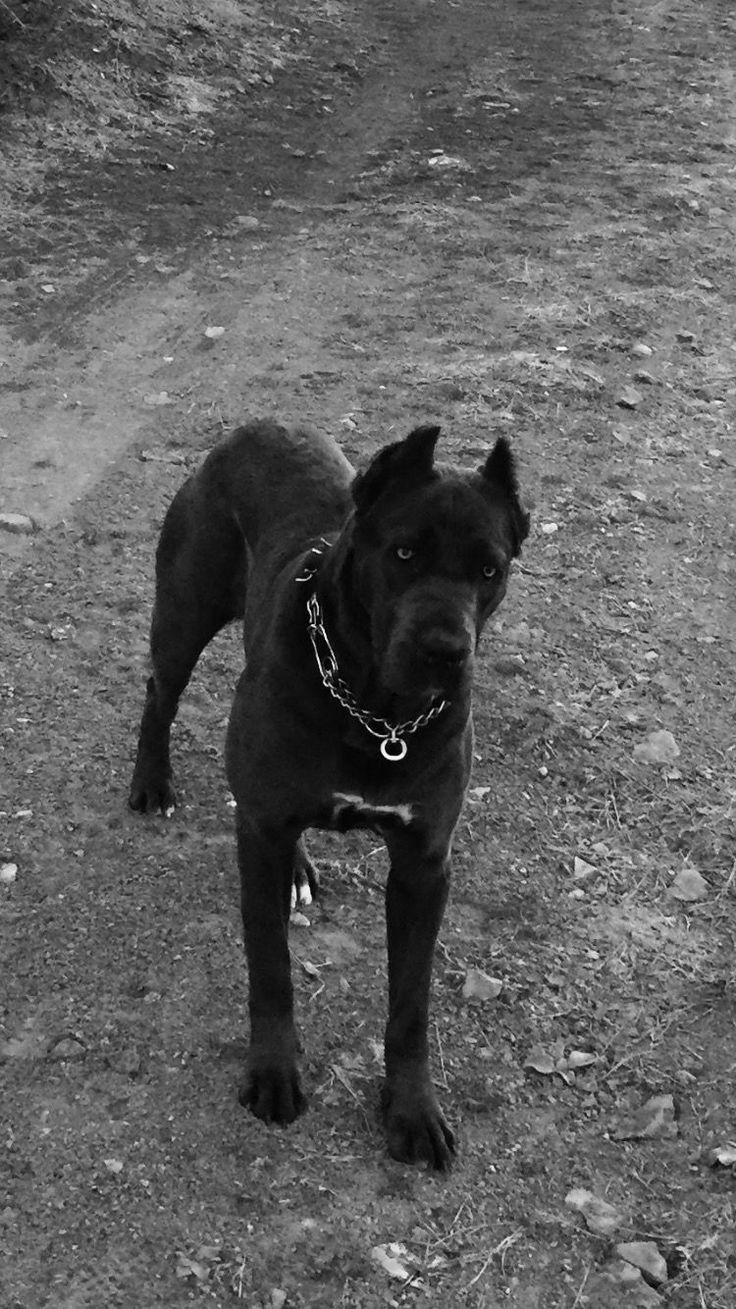 a black and white photo of a dog on a dirt road with a chain around it's neck