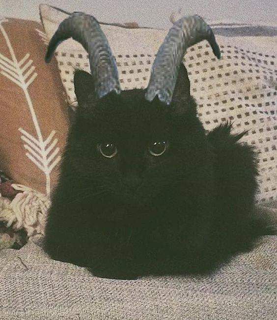 a black cat with horns laying on top of a bed