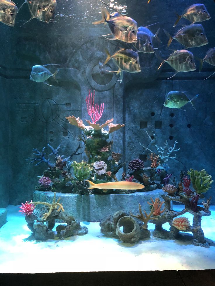 an aquarium filled with lots of different types of marine animals and fish swimming around it