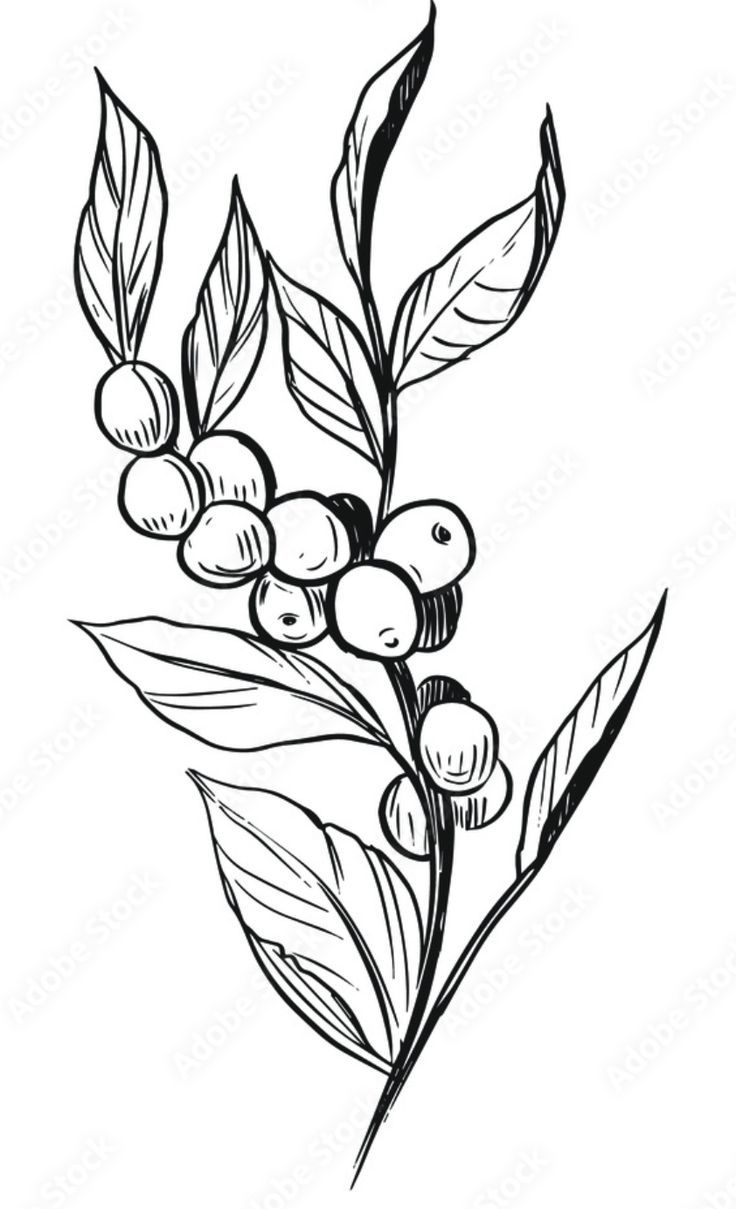 a black and white drawing of berries on a branch