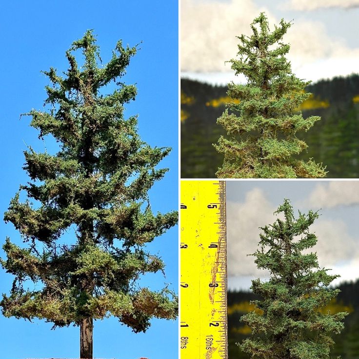 three different views of a pine tree with measuring tape in front of it and on the other side