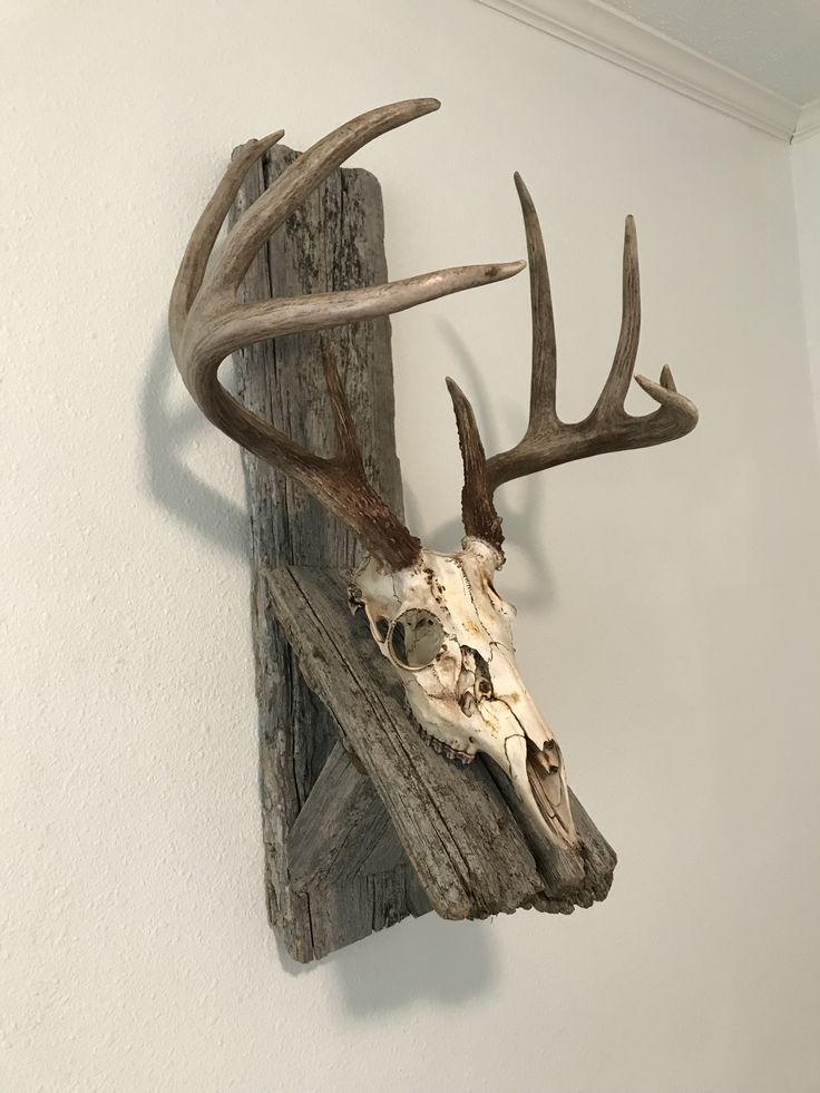 a deer's head mounted to the side of a wall with antlers on it