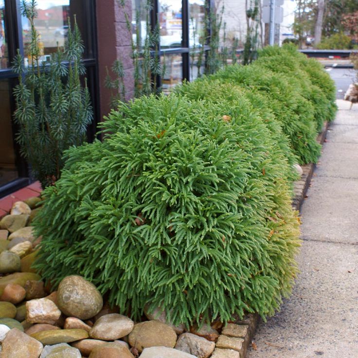 some rocks and plants are lined up on the sidewalk