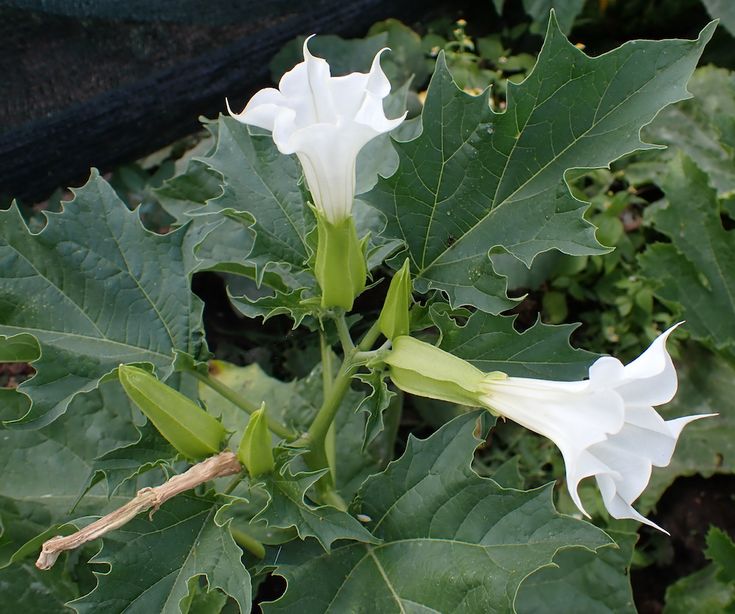 the white flowers are blooming on the large green leafy plant in the garden