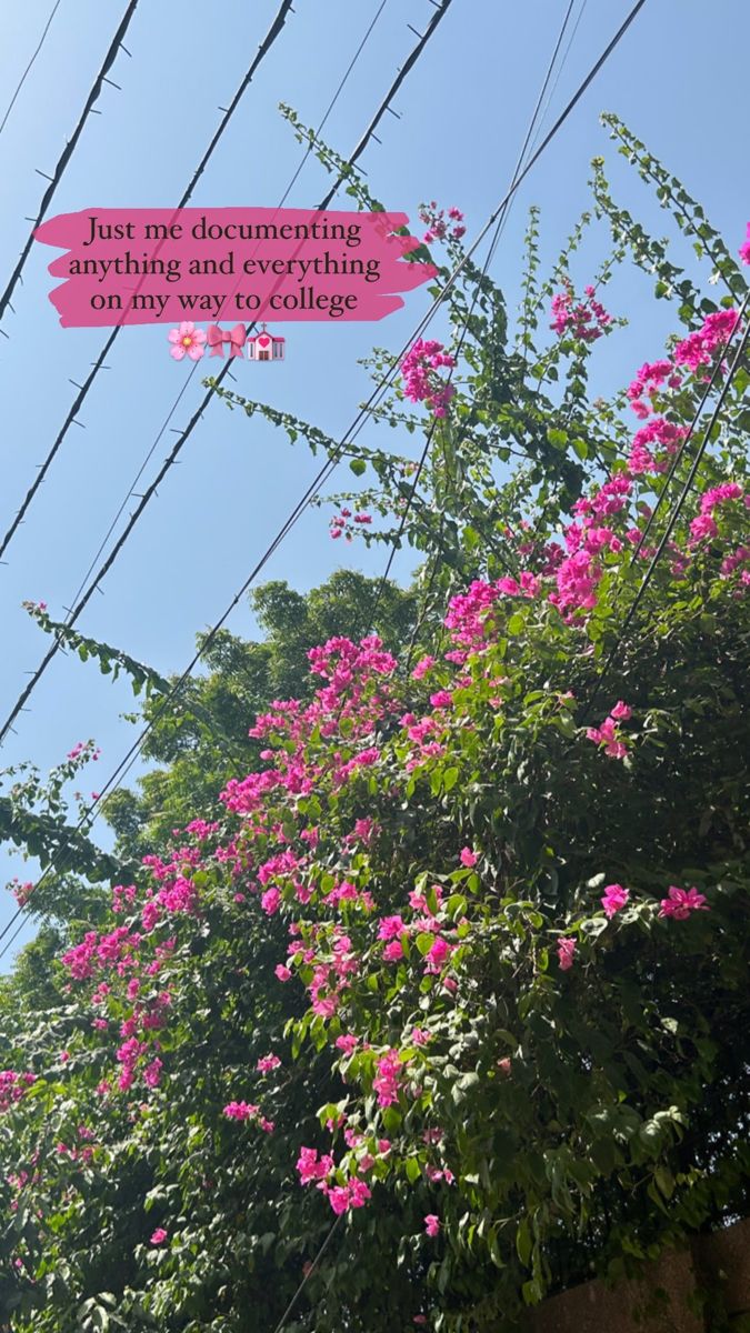 pink flowers growing on the side of a building with a quote above it that reads, just for decembling this is my way to college