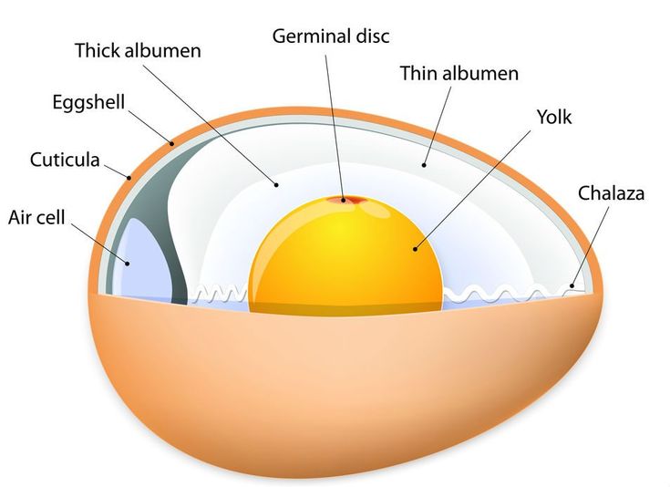 Know Your Eggs! The Insides Of Chicken Eggs, Explained! | Chicken ...