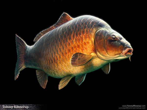 an image of a large fish on a black background with clippings to the side