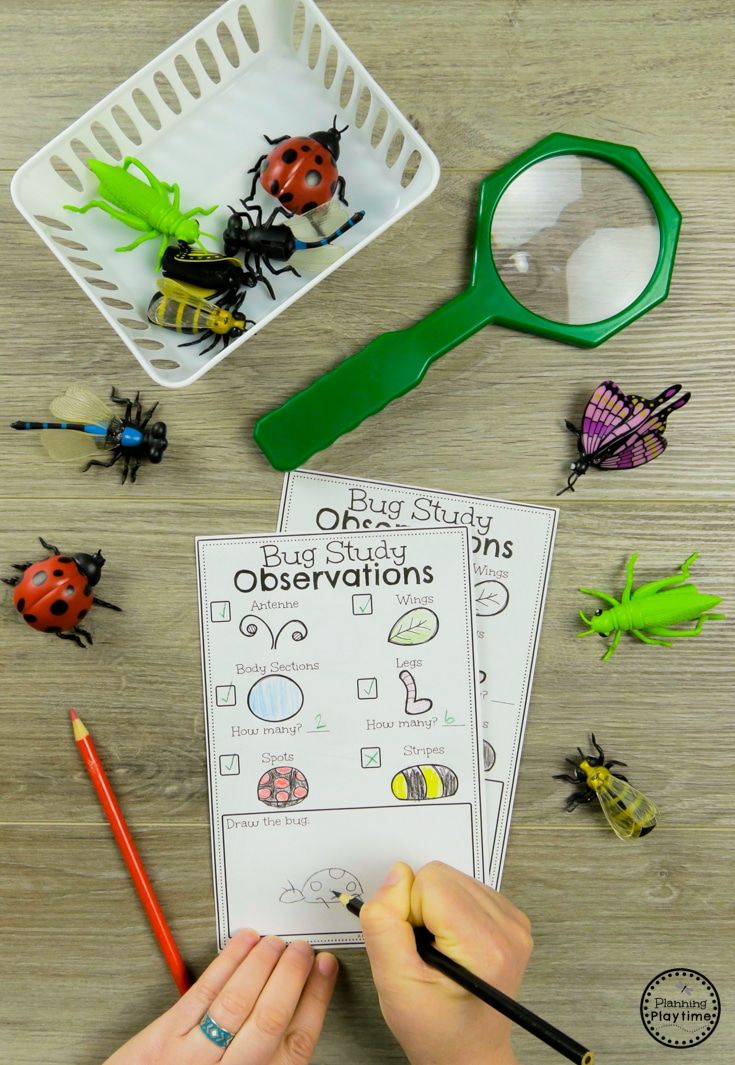 ladybug study and observation activity for kids