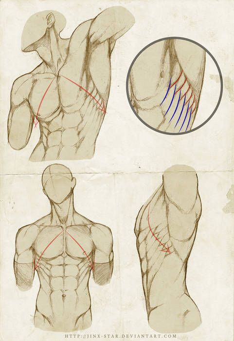 an image of the back and upper half of a man's body with muscles drawn