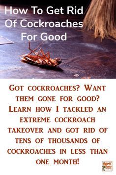 an ad for cockroaches on the ground with text that reads, how to get rid of cockroaches for good?