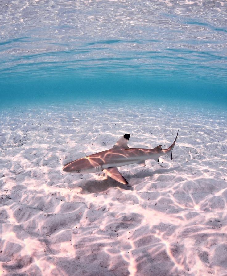 a shark swims in shallow water on the ocean floor