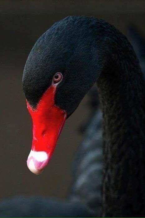 a close up of a black swan with a red beak