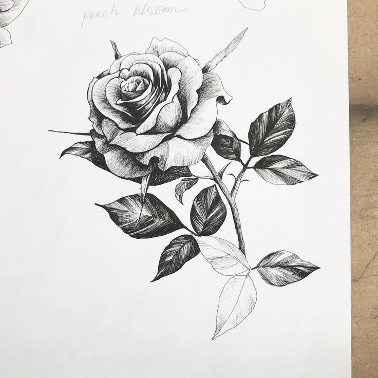 a pencil drawing of a rose with leaves