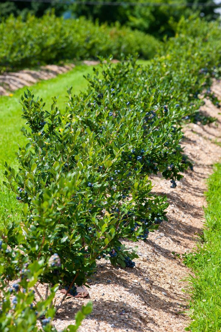 a row of blueberry bushes in the middle of a field