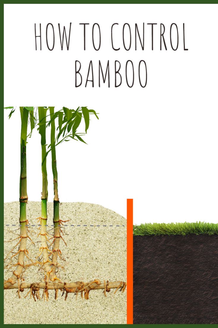 an image of how to control bamboo growing in the ground with text overlay that reads, how to control bamboo