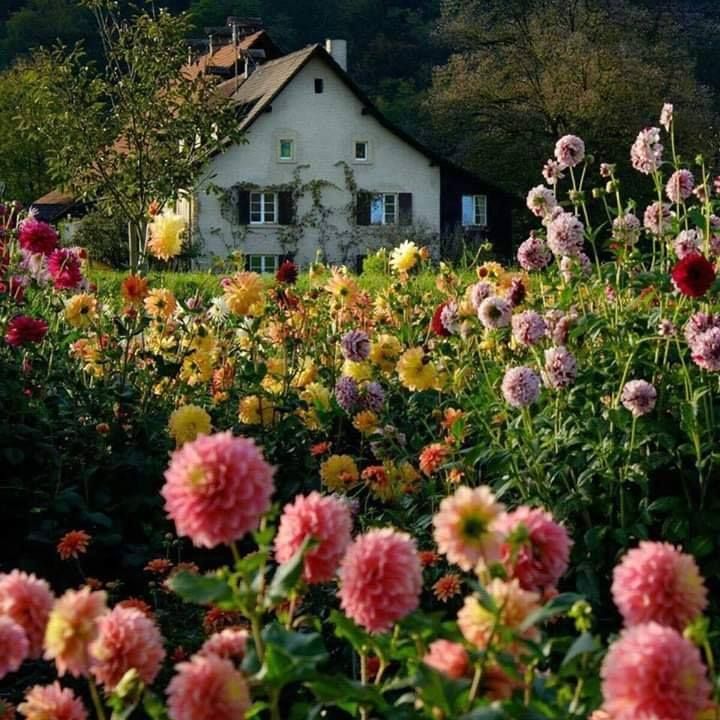 a field full of flowers with a house in the background